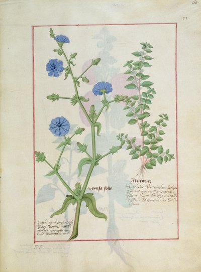 Illustration from the Book of Simple Medicines by Mattheaus Platearius by Robinet Testard